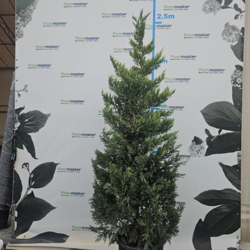 Leylandii Gold Rider deosebit tuns 200-250