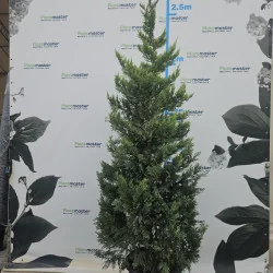 Leylandii Gold Rider deosebit tuns 200-250