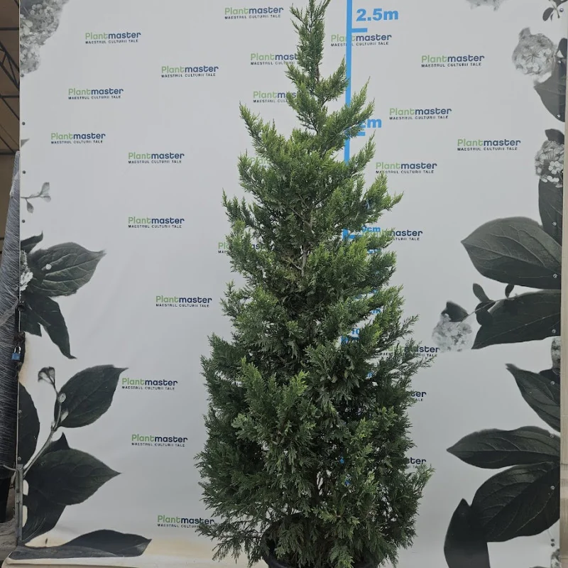 Leylandii Gold Rider deosebit tuns 200-250