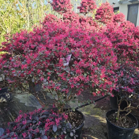 Loropetalum Glob Mare