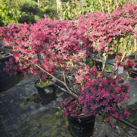 Loropetalum Bonsai