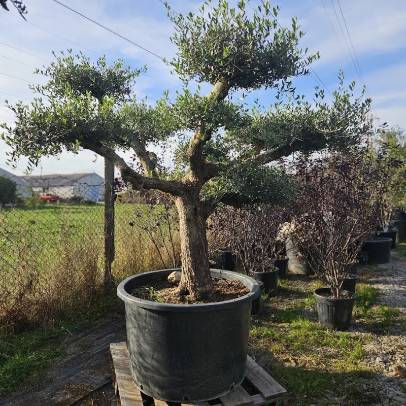 🌿 Bonsai din Măslin Secular V2 – Plantă Mediteraneană pentru Gradini de vis