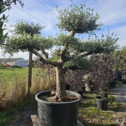 🌿 Bonsai din Măslin Secular V2 – Plantă Mediteraneană pentru Gradini de vis
