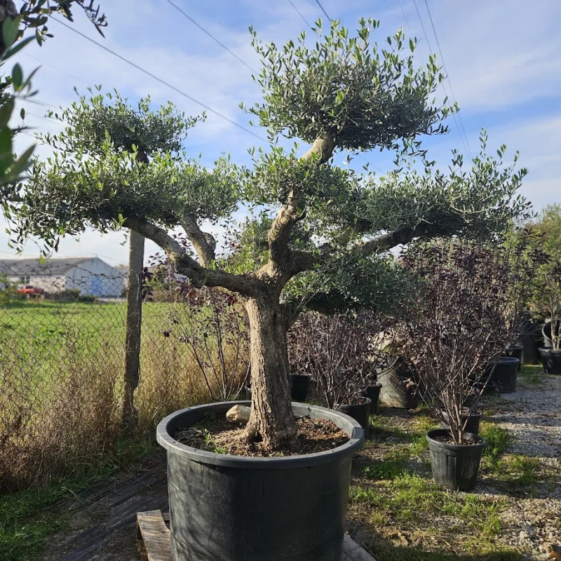 🌿 Bonsai din Măslin Secular V2 – Plantă Mediteraneană pentru Gradini de vis