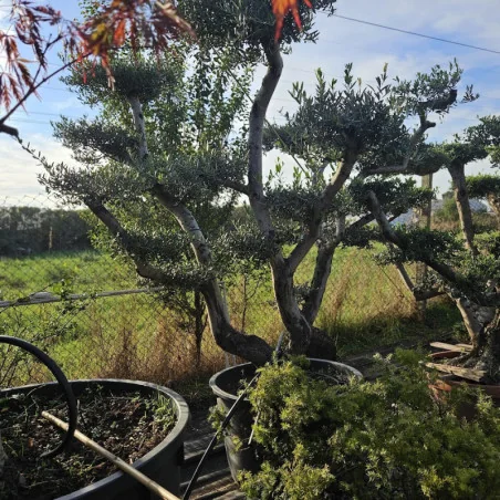 🌿 Bonsai din Măslin Secular V3 – Plantă Mediteraneană pentru Gradini de vis