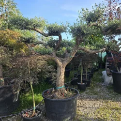 🌿 Bonsai din Măslin Secular V4 – Plantă Mediteraneană pentru Gradini de vis