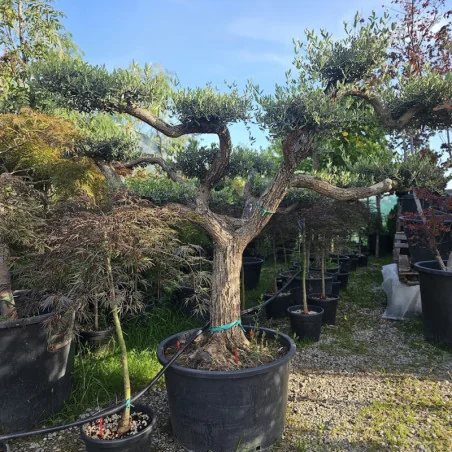 🌿 Bonsai din Măslin Secular V4 – Plantă Mediteraneană pentru Gradini de vis