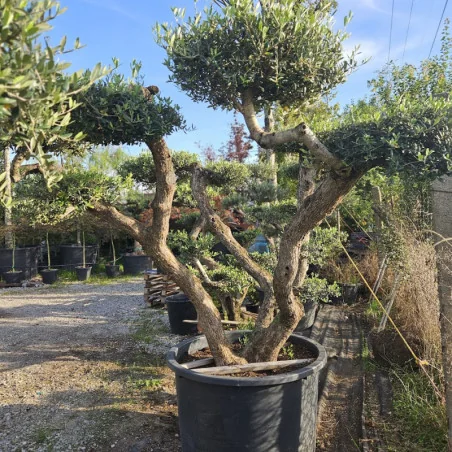 🌿 Bonsai din Măslin Secular V5 – Plantă Mediteraneană pentru Gradini de vis