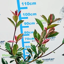 Photinia fraseri ‘Pink Marble’ – arbust ornamental cu frunze tricolore