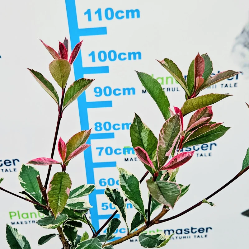 Photinia fraseri ‘Pink Marble’ – arbust ornamental cu frunze tricolore
