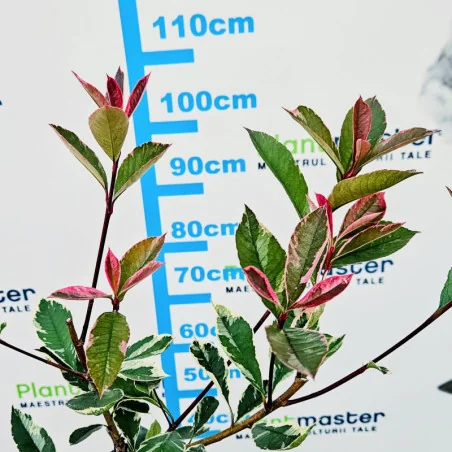 Photinia fraseri ‘Pink Marble’ – arbust ornamental cu frunze tricolore