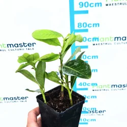 Prunus laurocerasus -Laur englezesc butași în ghiveci, 2-3 plante