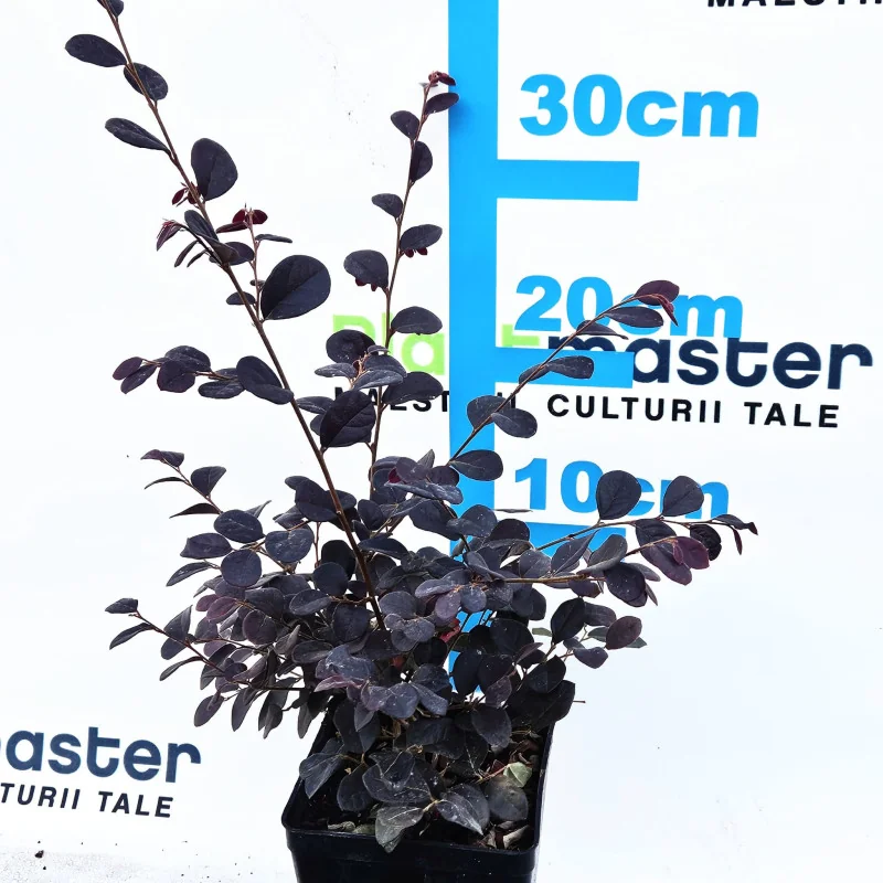 Loropetalum chinense ‘Black Pearl’ – arbust ornamental cu frunze mov