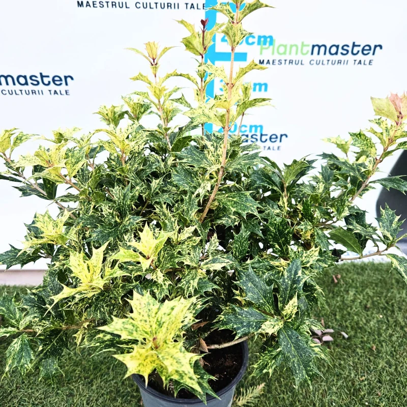 Osmanthus heterophyllus ‘Tricolor’ – arbust ornamental cu frunze variegate