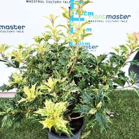 Osmanthus heterophyllus ‘Tricolor’ – arbust ornamental cu frunze variegate