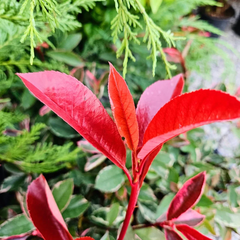 Photinia fraseri ‘Red Robin’ – arbust ornamental în ghiveci 10 cm