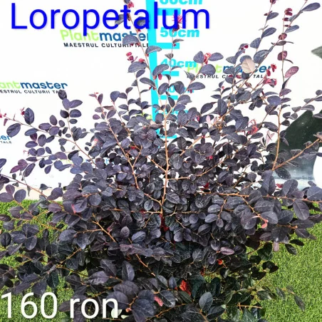 Loropetalum Tufa