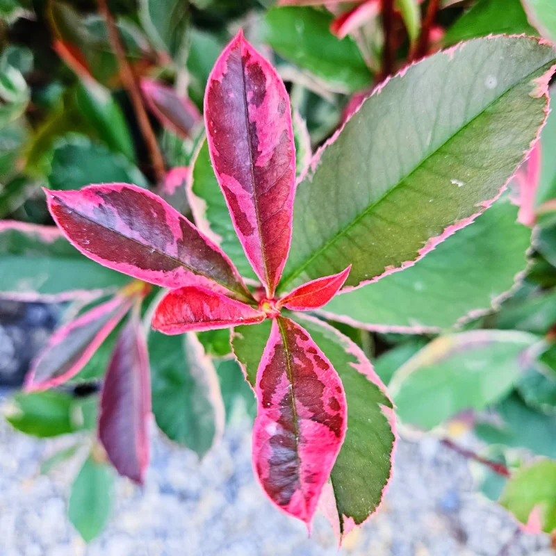 Photinia fraseri ‘Pink Marble’ – arbust ornamental cu frunze tricolore