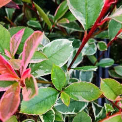 Photinia fraseri ‘Pink Marble’ – arbust ornamental cu frunze tricolore
