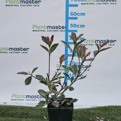 Photinia fraseri ‘Pink Marble’ – arbust ornamental cu frunze tricolore