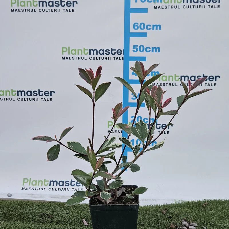 Photinia fraseri ‘Pink Marble’ – arbust ornamental cu frunze tricolore