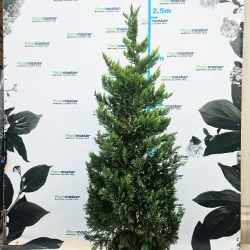 Leylandii Gold Rider deosebit tuns 200-250