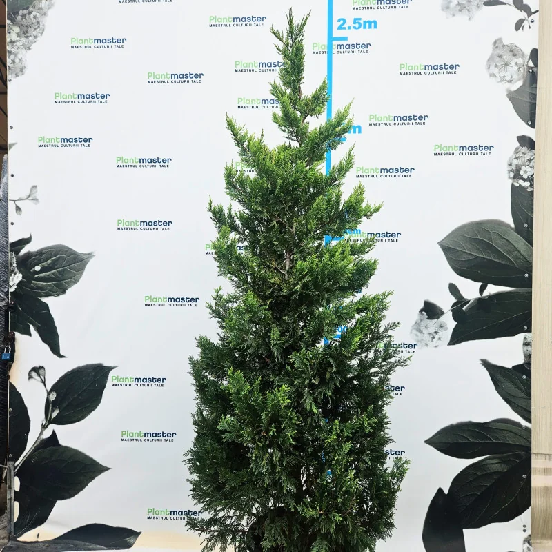 Leylandii Gold Rider deosebit tuns 200-250