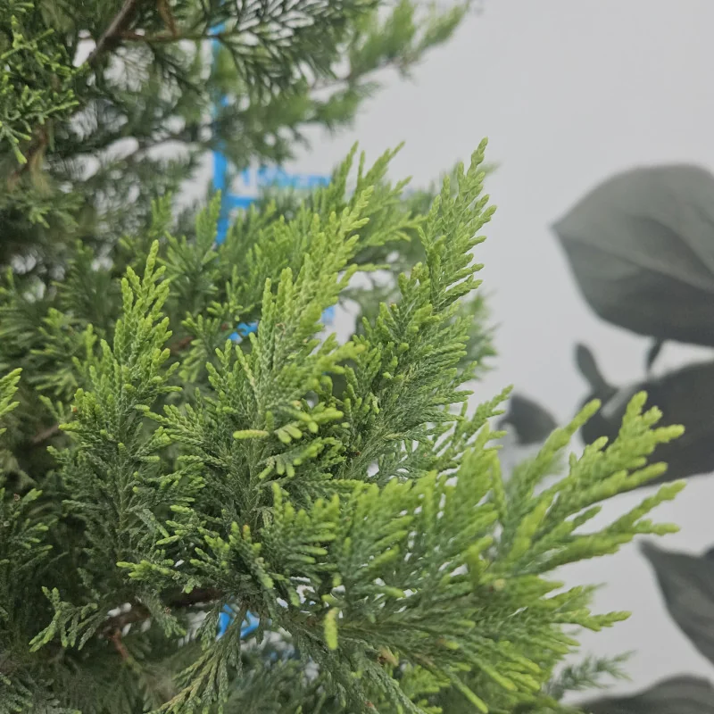 Leylandii Gold Rider deosebit tuns 200-250