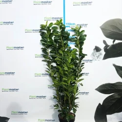Prunus laurocerasus Laur englezesc 130-160 cm – gard viu decorativ