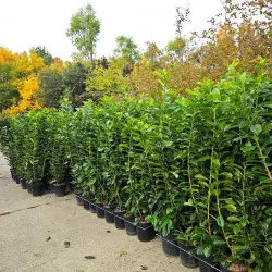 Prunus laurocerasus Laur englezesc 130-160 cm – gard viu decorativ