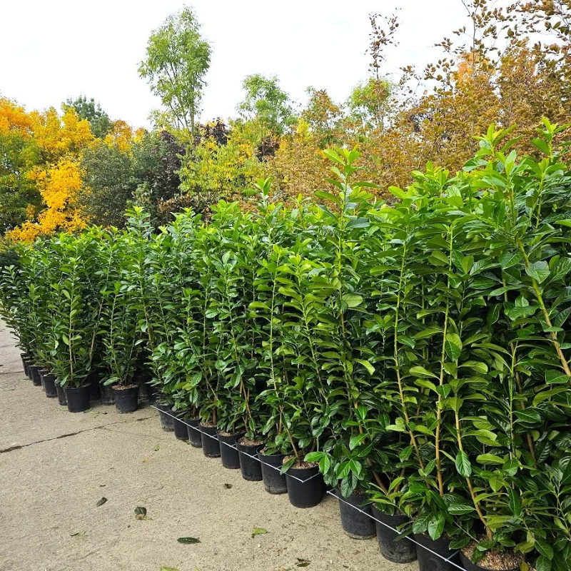 Prunus laurocerasus Laur englezesc 130-160 cm – gard viu decorativ