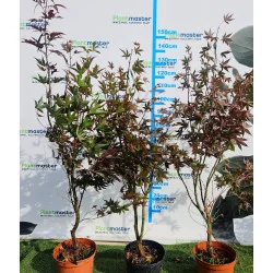 Acer Palmatum Blood Good 100-140cm - Artar japonez