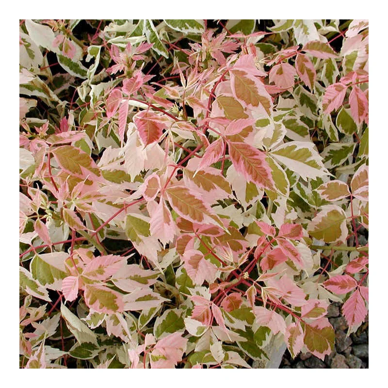 Acer negundo Flamingo 3–3,5 m – Arțar american decorativ cu frunziș pestriț alb-roz