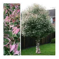 Acer negundo Flamingo 3–3,5 m – Arțar american decorativ cu frunziș pestriț alb-roz