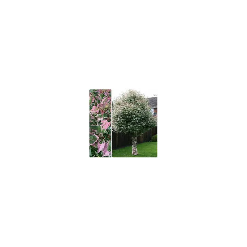 Acer negundo Flamingo 3–3,5 m – Arțar american decorativ cu frunziș pestriț alb-roz