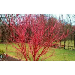 Acer palmatum Sango Kaku 1.7m-1.8 – Arțar Japonez Coral cu Frunziș Care Din Verde Lamai Devine Auriu și Ramuri Roșii Vibrante 🍁🌿