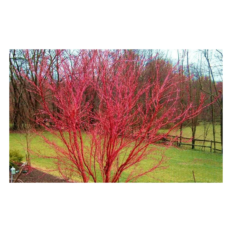 Acer palmatum Sango Kaku 1.7m-1.8 – Arțar Japonez Coral cu Frunziș Care Din Verde Lamai Devine Auriu și Ramuri Roșii Vibrante 🍁🌿