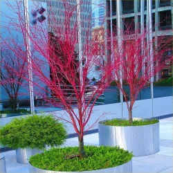 Acer palmatum Sango Kaku 1.7m-1.8 – Arțar Japonez Coral cu Frunziș Care Din Verde Lamai Devine Auriu și Ramuri Roșii Vibrante 🍁🌿
