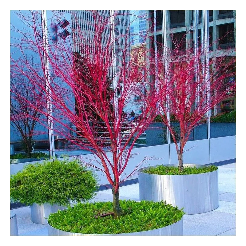 Acer palmatum Sango Kaku 1.7m-1.8 – Arțar Japonez Coral cu Frunziș Care Din Verde Lamai Devine Auriu și Ramuri Roșii Vibrante 🍁🌿