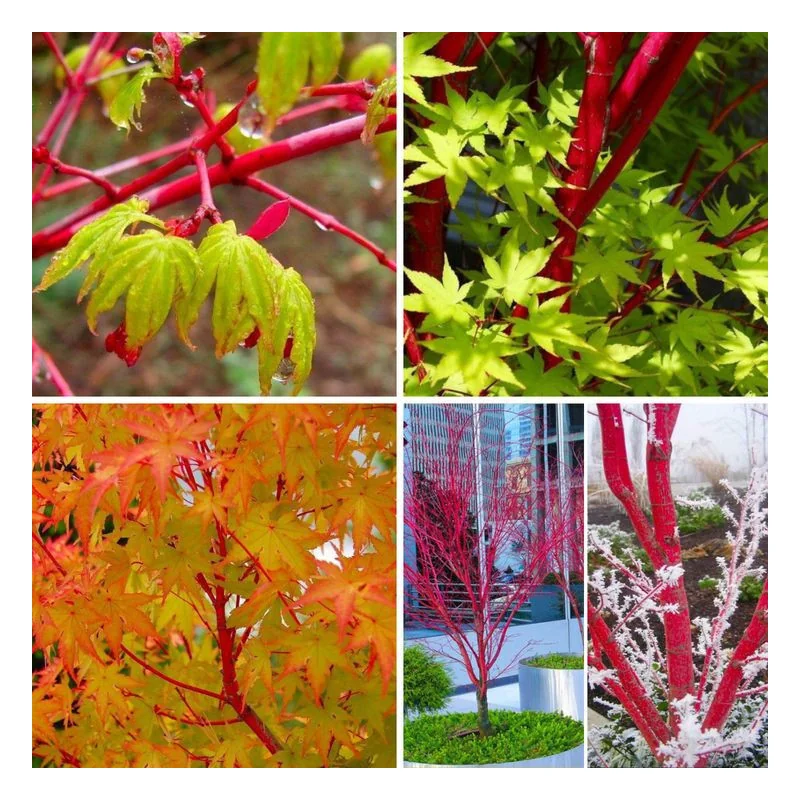 Acer palmatum Sango Kaku 1.7m-1.8 – Arțar Japonez Coral cu Frunziș Care Din Verde Lamai Devine Auriu și Ramuri Roșii Vibrante 🍁🌿