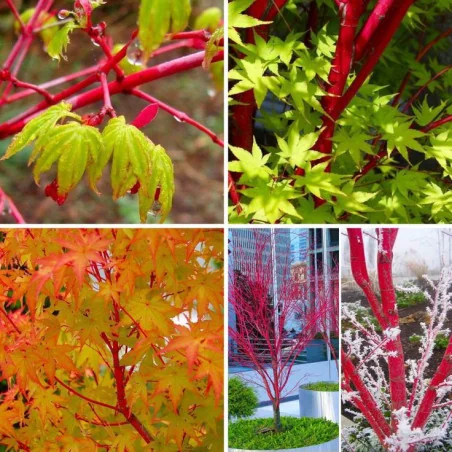 Acer palmatum Sango Kaku 1.7m-1.8 – Arțar Japonez Coral cu Frunziș Care Din Verde Lamai Devine Auriu și Ramuri Roșii Vibrante 🍁🌿
