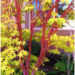 Acer palmatum Sango Kaku 1.7m-1.8 – Arțar Japonez Coral cu Frunziș Care Din Verde Lamai Devine Auriu și Ramuri Roșii Vibrante 🍁🌿
