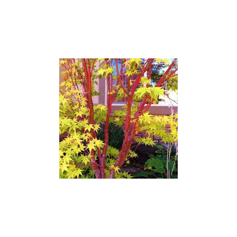 Acer palmatum Sango Kaku 1.7m-1.8 – Arțar Japonez Coral cu Frunziș Care Din Verde Lamai Devine Auriu și Ramuri Roșii Vibrante 🍁🌿