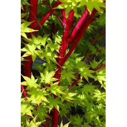 Acer palmatum Sango Kaku 1.7m-1.8 – Arțar Japonez Coral cu Frunziș Care Din Verde Lamai Devine Auriu și Ramuri Roșii Vibrante 🍁🌿
