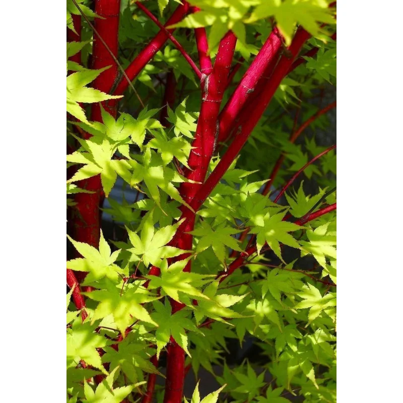 Acer palmatum Sango Kaku 1.7m-1.8 – Arțar Japonez Coral cu Frunziș Care Din Verde Lamai Devine Auriu și Ramuri Roșii Vibrante 🍁🌿
