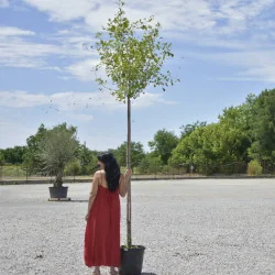 Ginkgo biloba – Arborele Pagodelor globular 2,7–3 m | copac ornamental rar