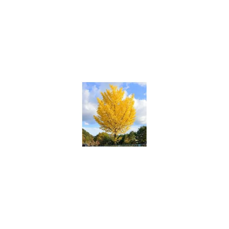 Ginkgo biloba – Arborele Pagodelor globular 2,7–3 m | copac ornamental rar