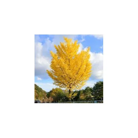Ginkgo biloba – Arborele Pagodelor globular 2,7–3 m | copac ornamental rar