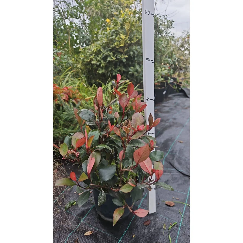 Photinia x fraseri ‘Little Red Robin’ – arbust decorativ compact, frunze roșii și verzi