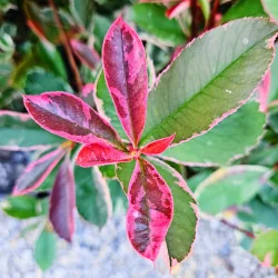 Photinia Tm pink Marble pom 130 cm